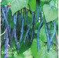 HARICOT violet à rame Blauhilde - Graines Bio