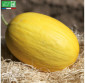 MELON jaune Canari Hâtif 3  - Graines Bio