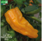 POIVRON Petit Marseillais - Graines Bio