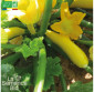 COURGETTE jaune - Graines Bio