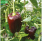 POIVRON Chocolat - Graines Bio