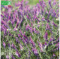 VESCE commune  - Graines Bio
