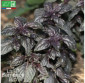 BASILIC rouge Osmin - Graines Bio