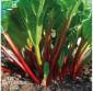 RHUBARBE Victoria - Graines Bio