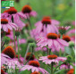 RUDBECKIA - Graines Bio