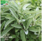SAUGE officinale - Graines Bio