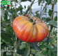TOMATE Brandywine rose - Graines Bio