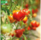 TOMATE Petit Cœur de Bœuf - Graines Bio
