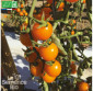 TOMATE Gold Nugget - Graines Bio