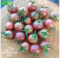 TOMATE cerise Black Cherry - Graines Bio