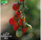 TOMATE Red Pearshaped  - Graines Bio