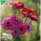ZINNIA en mélange - Graines Bio