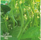 HARICOT vert nain Slenderette - Graines Bio