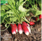 RADIS Flamboyant 2 - Graines Bio
