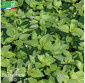 BASILIC citron - Graines Bio