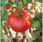 TOMATE Reine des Hâtives - Graines Bio