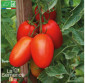 TOMATE Prince Borghese - Graines Bio