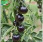 TOMATE Osu Blue - Graines Bio
