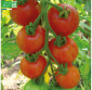 TOMATE cocktail Tigrella Bicolore - Graines Bio