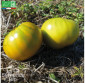 TOMATE Evergreen - Graines Bio