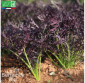 JEUNES POUSSES Mizuna rouge - Graines Bio