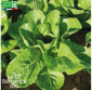 LAITUE romaine Parris Island - Graines Bio