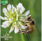 MÉLANGE nectarifère pour abeilles - Graines Bio