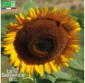 Tournesol Géant à grandes fleurs - Graines Bio