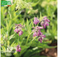 CONSOUDE officinale - Graines Bio