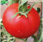 TOMATE Charnue de Huy - Graines Bio