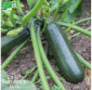 COURGETTE Verte des Maraîchers - Graines Bio