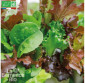 LAITUES à couper - Graines Bio