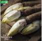 ENDIVE demi-hâtive de Hollande - Graines Bio