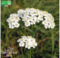 ACHILLÉE - Graines Bio