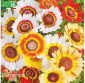 CHRYSANTHÈME tricolore - Graines Bio