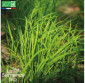CIBOULE DE CHINE - Graines Bio