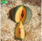 MELON Petit gris de Rennes - Graines Bio