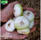 OIGNON blanc Premier - Graines Bio