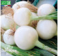 OIGNON blanc de Rebouillon - Graines Bio