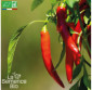PIMENT Sucette de Provence - Graines Bio