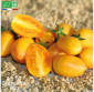 TOMATE Blush - Graines Bio