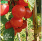 TOMATE Délice des Jardiniers - Graines Bio
