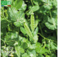 POIS mangetout à rame Sweet Horizon - Graines Bio
