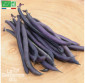 HARICOT nain Purple queen - Graines Bio