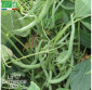HARICOT vert nain Contender - Graines Bio