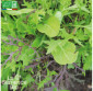 MESCLUN asiatique - Graines Bio