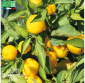 PIMENT Bonbon Pfefferoni - Graines Bio