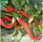 POIVRON Doux long des Landes - Graines Bio