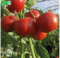 TOMATE Précoce de Quimper - Graines Bio