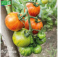 TOMATE Jan\'s Bio